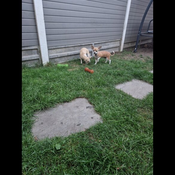 Chihuahua - Bitches