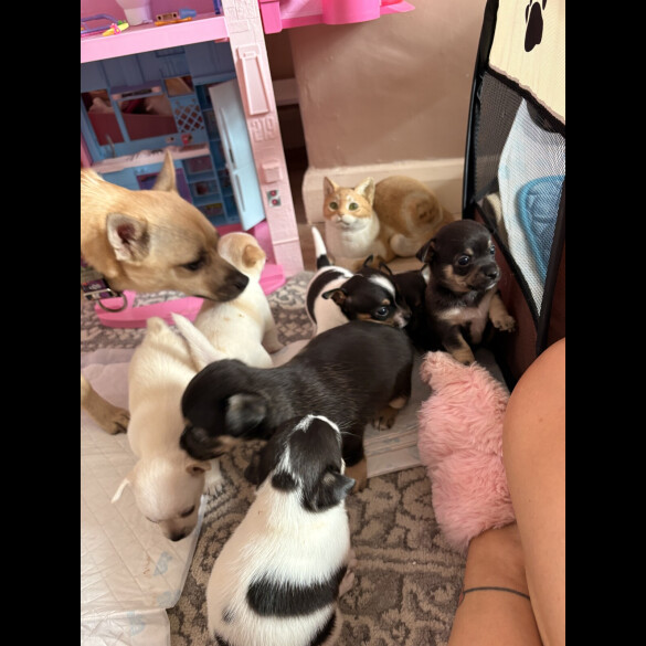 Chihuahua - Both