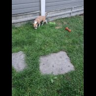 Chihuahua - Bitches