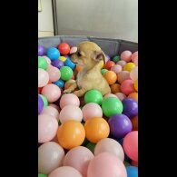 Chihuahua - Both