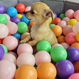 Chihuahua - Both