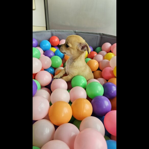 Chihuahua - Both