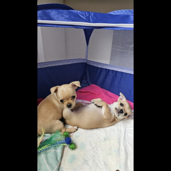 Chihuahua - Both