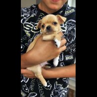 Chihuahua - Both