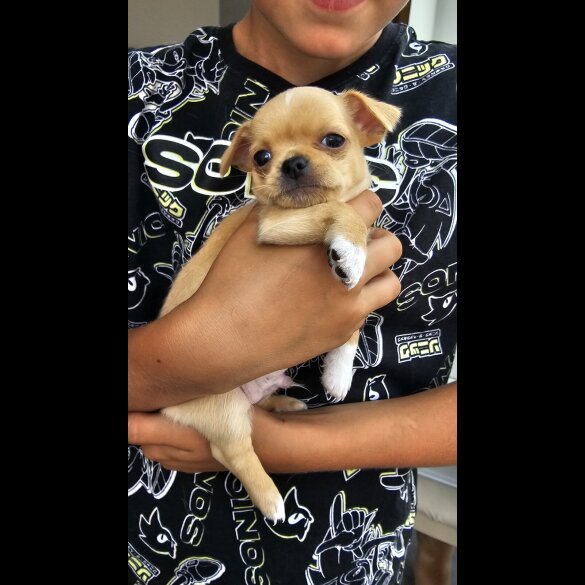 Chihuahua - Both