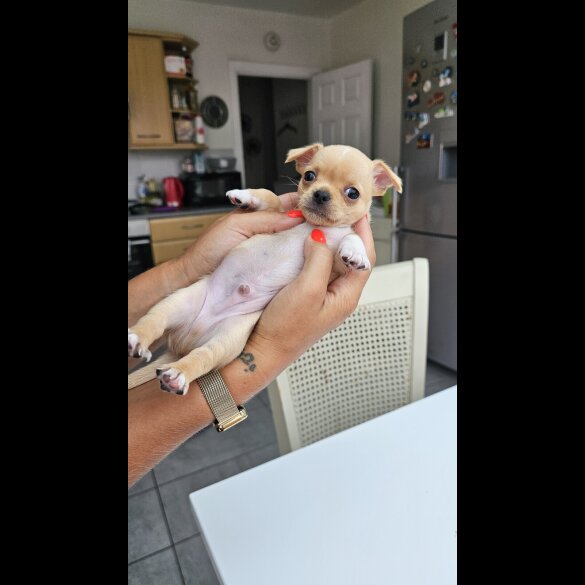 Chihuahua - Both