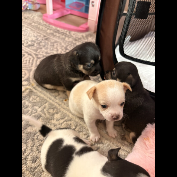 Chihuahua - Both