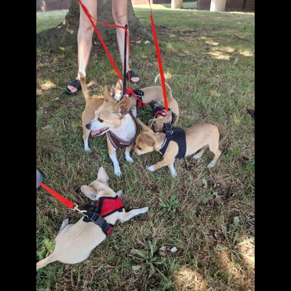 Chihuahua - Bitches