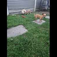 Chihuahua - Bitches