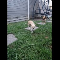 Chihuahua - Bitches