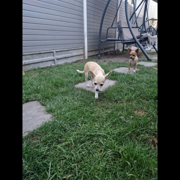 Chihuahua - Bitches