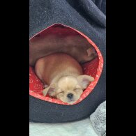 Chihuahua - Both