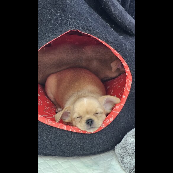 Chihuahua - Both