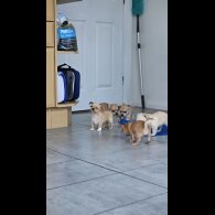 Chihuahua - Both
