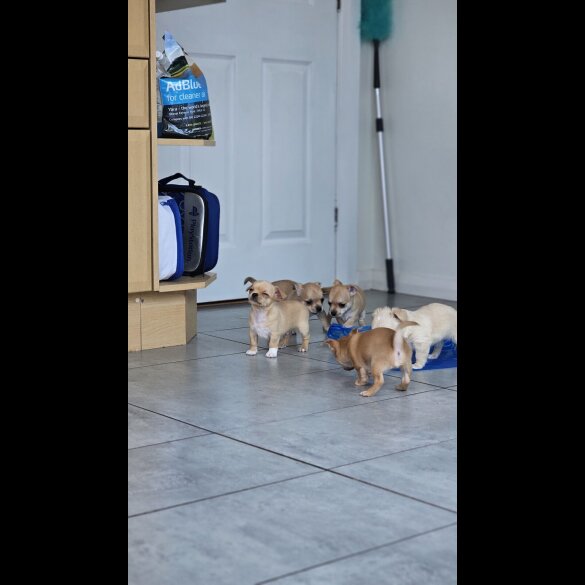 Chihuahua - Both