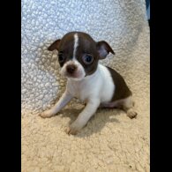Chihuahua - Both