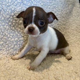 Chihuahua - Both