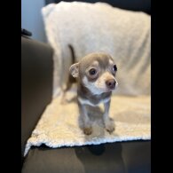 Chihuahua - Both