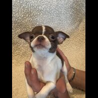 Chihuahua - Both