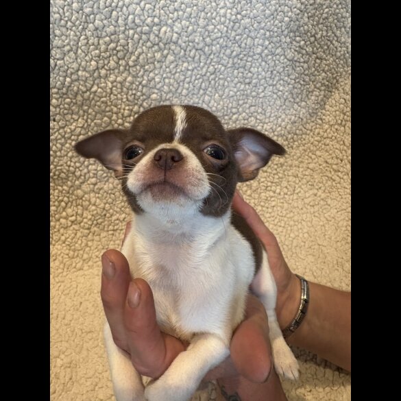 Chihuahua - Both