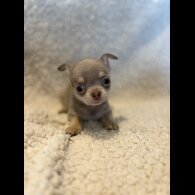 Chihuahua - Both