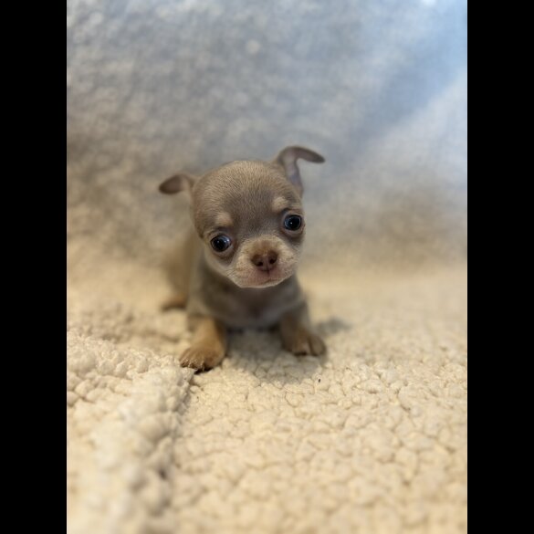 Chihuahua - Both
