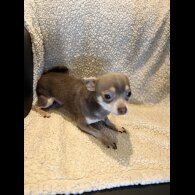 Chihuahua - Both