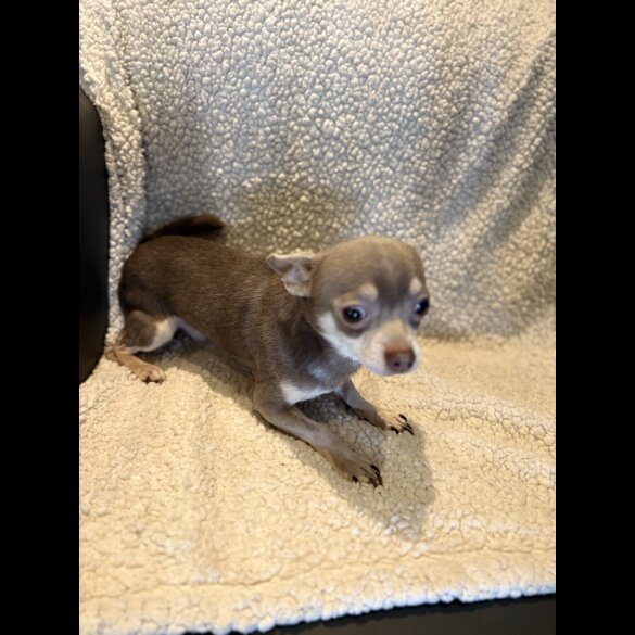 Chihuahua - Both