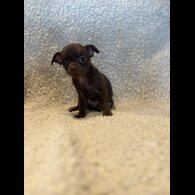 Chihuahua - Both
