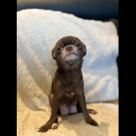 Chihuahua - Both