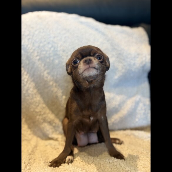 Chihuahua - Both
