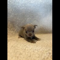 Chihuahua - Both