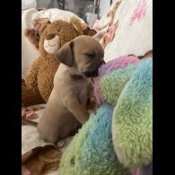 Chihuahua - Both