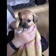 Chihuahua - Both