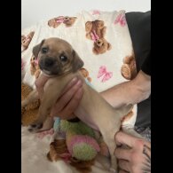 Chihuahua - Both
