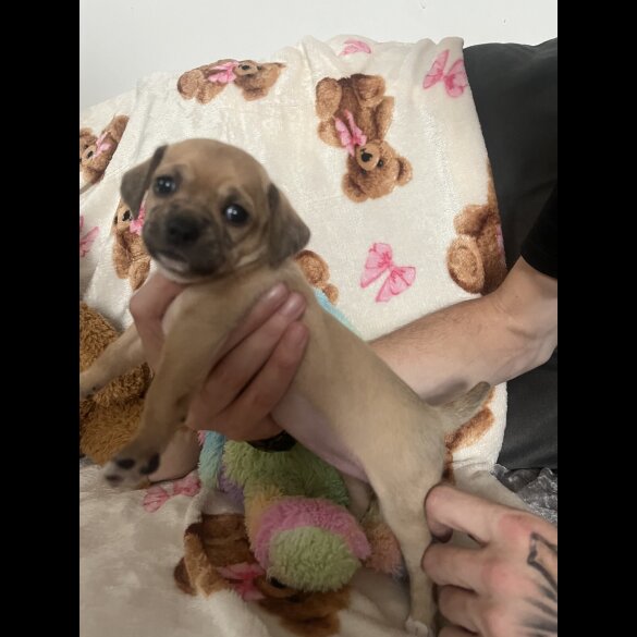 Chihuahua - Both