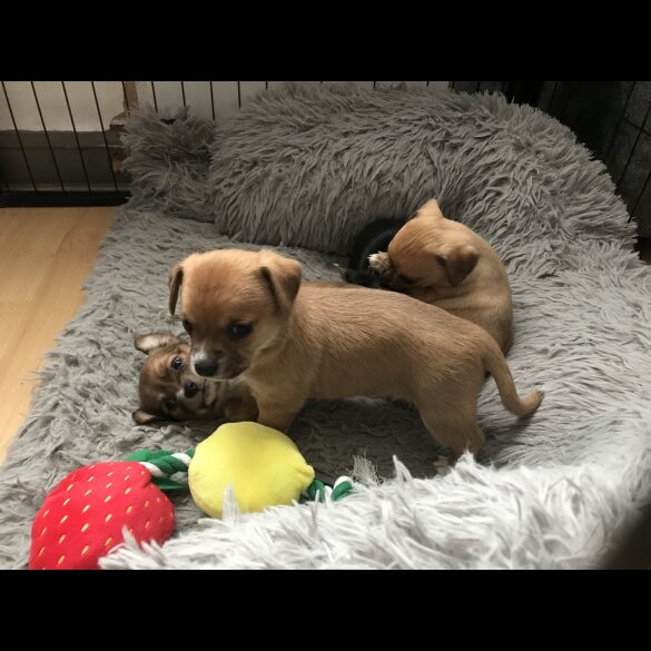 Chihuahua - Both