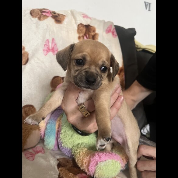 Chihuahua - Both