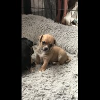 Chihuahua - Both