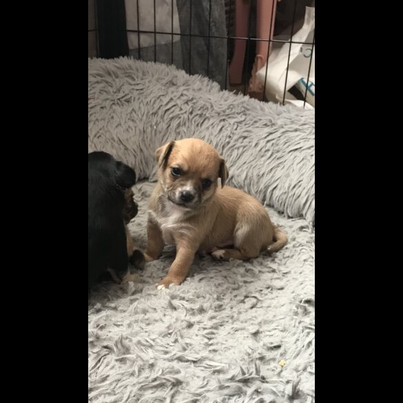 Chihuahua - Both