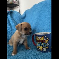 Chihuahua - Both