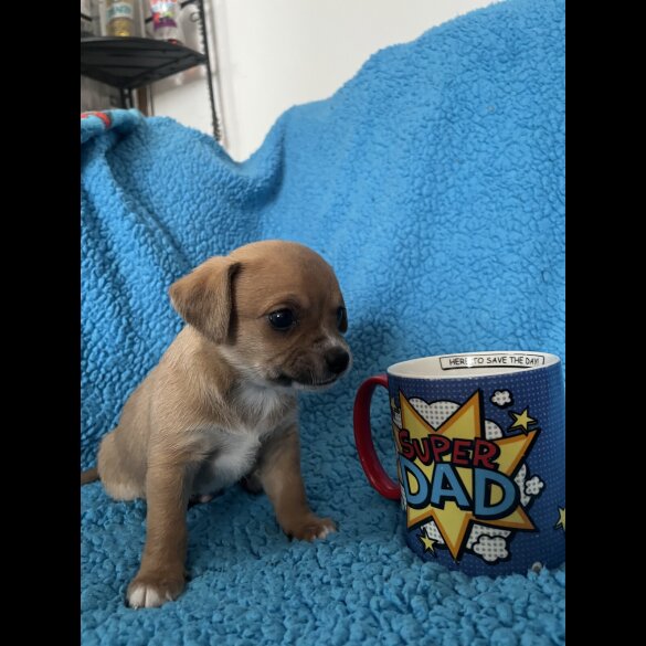 Chihuahua - Both