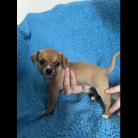 Chihuahua - Both