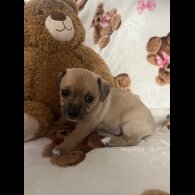 Chihuahua - Both