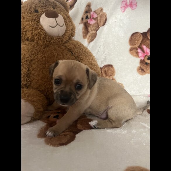 Chihuahua - Both