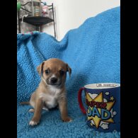 Chihuahua - Both