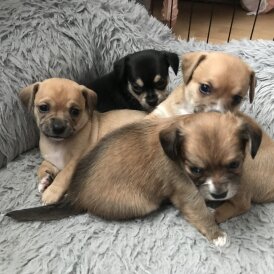 Chihuahua - Both