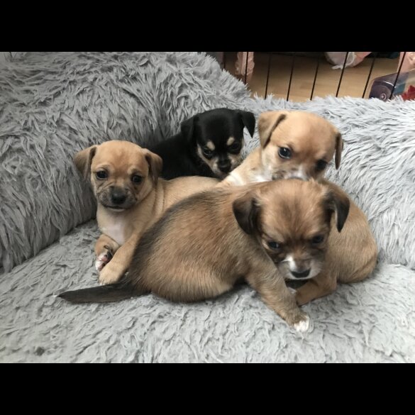 Chihuahua - Both