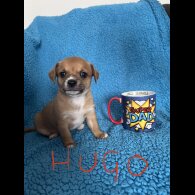 Chihuahua - Both