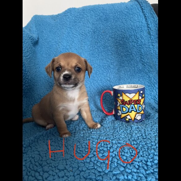 Chihuahua - Both